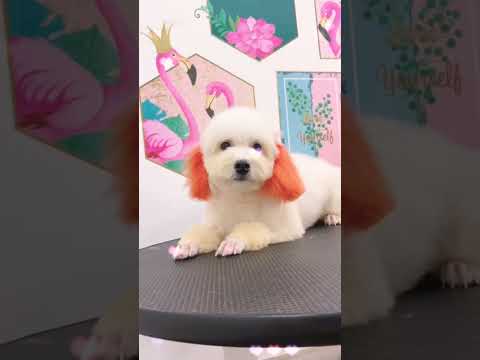 Video Hướng dẫn nhuộm lông cho bé Poodle siêu cute - youtube