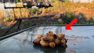 How to Catch Carp using TIGER NUTS (Effective!)
