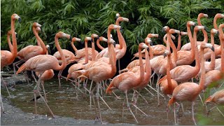 Preliminary Checklist of Avifauna of Tamanrasset (South of Algeria) With Two New Records in Algeria