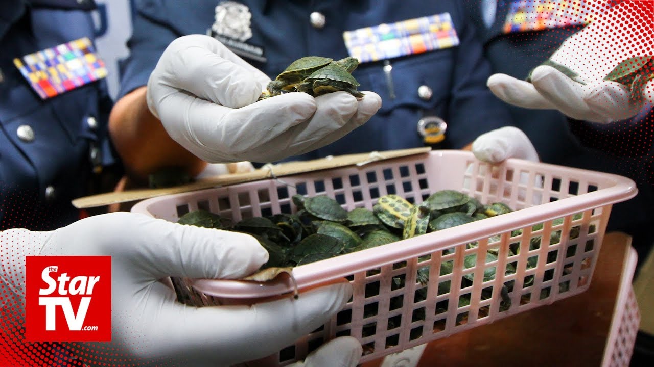 Customs bust attempt to smuggle baby turtles, meth at klia2