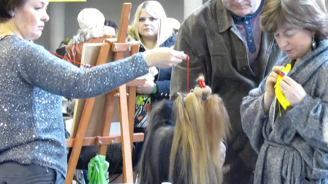 IDS "Vilnius Cup'16.YORKSHIRE TERRIER. Judge:E. Senashenko(RU). 2016.03.06.