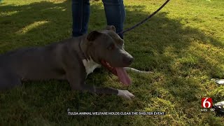 Tulsa Animal Welfare Shelter Hosts 'Pittie Party' To Encourage Pit Bull Adoptions