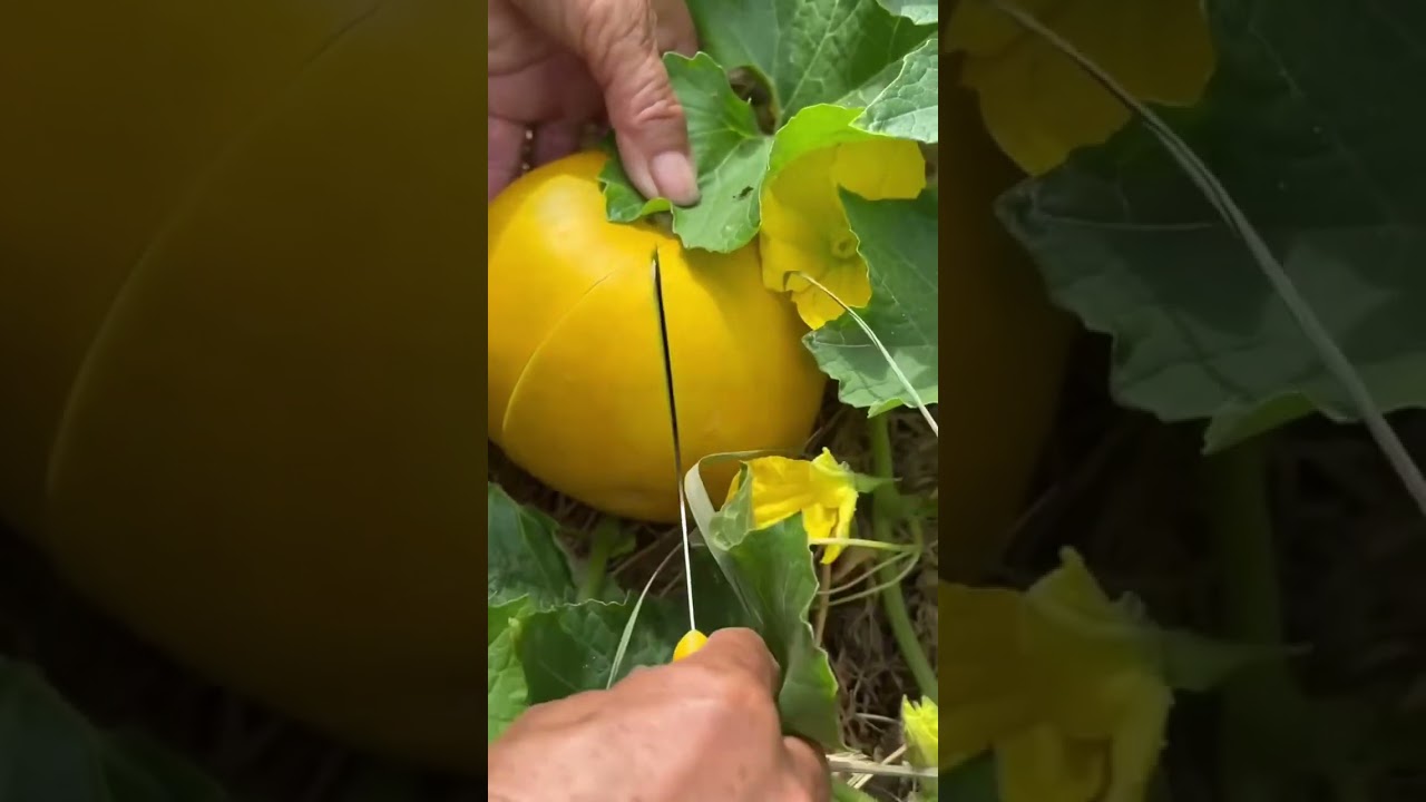 Melon fruit quality checking process. 