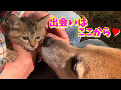 山で保護した子猫あれから50日目 未公開シーンを含めた総集編！50 days have passed since protecting the kitten