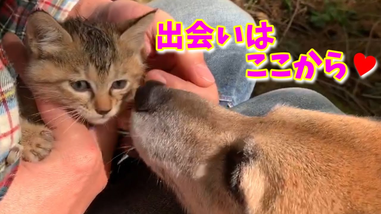 山で保護した子猫あれから50日目 未公開シーンを含めた総集編！50 days have passed since protecting the kitten