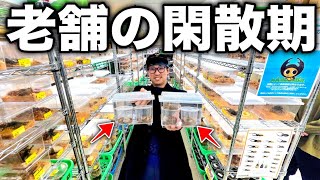 50年以上界隈を支え続けた昆虫ショップに因縁の生体が入荷してました