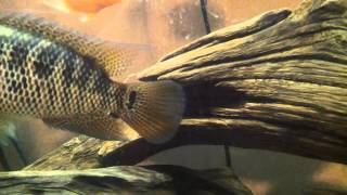 KCK Red Tiger Mota CANDYMAN