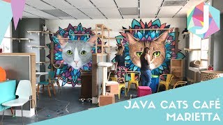 Java Cats Cafe Marietta Net Worth