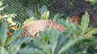Coati - Oakland Zoo