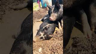 Get out of my swamp #Shrek #Pigs #Like #Subscribe #FYP #Funny #Viral #Meme #Mud #farming #farmlife￼