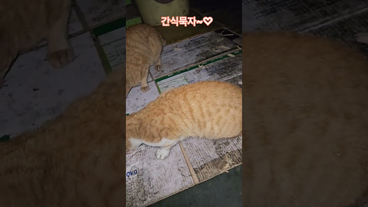 덕순이네 가족 #까불이 #삼형제집사 #휴일 #부산강서구