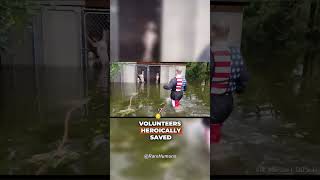 Firefighters Saved Hurricane Dogs