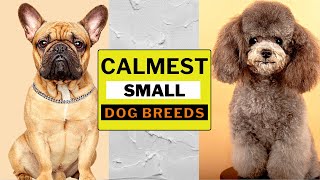 Top 15 Calmest SMALL Dog Breeds That Don't Yap Too Much ๐ถ 13 & 15 May Surprise You