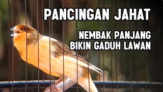 KENARI GACOR PANJANG Rol Rapat EMOSI Cuit cuit Ngerol AMPUH Utk Pancingan KENARI PAUD BELAJAR BUNYI