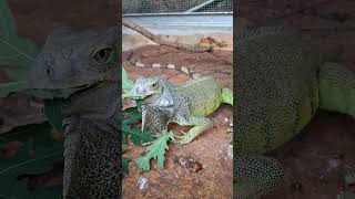 Pakan Alternatif Buat Iguana #daunpepaya #reptile #iguanapets