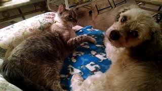 Bing / Teddy