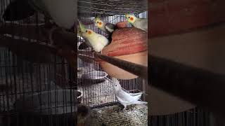 Birds lover 😊 #birds #bird #love #fbreels #travel #yt #viralvideo #trend #song #viral #viraltimes