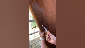 Equine Venipuncture (Jugular)