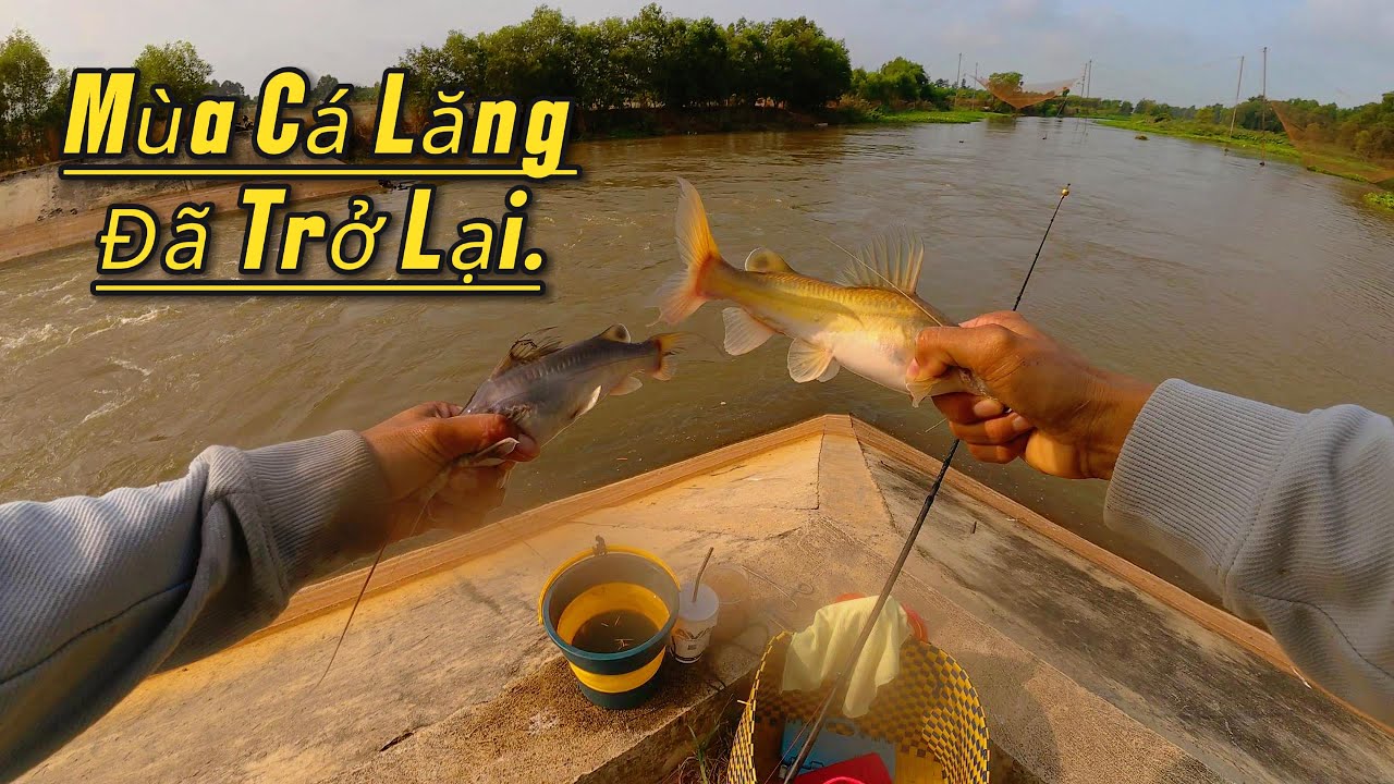 Mùa Cá Lăng Đã Bắt Đầu Rồi.Cảm Giác Cá Lăng Ăn Mồi Kéo Trên Tay Quá Đã.