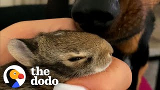 Dachshund Loves To Snuggle With Wild Bunny His Mom Saved | The Dodo