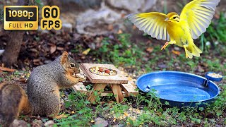 NO ADS  Backyard Cat TV: Squirrel picnic  1080P  60 FPS ‍⬛