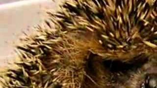 Hedgehog (igelkott)