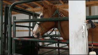 Working with an unhandled Mustang | Training Tuesdays