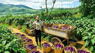 Harvest Eggplants Go To The Market Sell – Cooking – Gardening, Raising Chickens, Ducks And Pigs