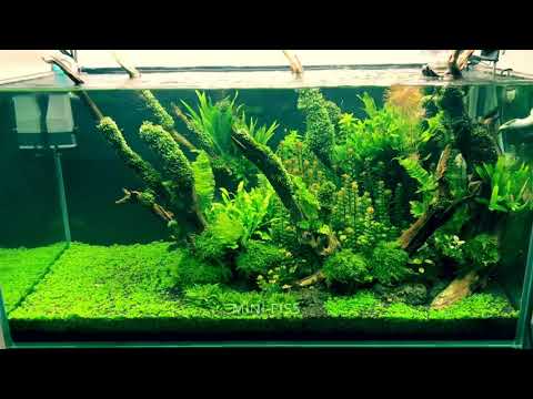 Video Hồ 90cm thảm trân châu CuBa - youtube