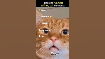 Ranking the funniest talking cat moments