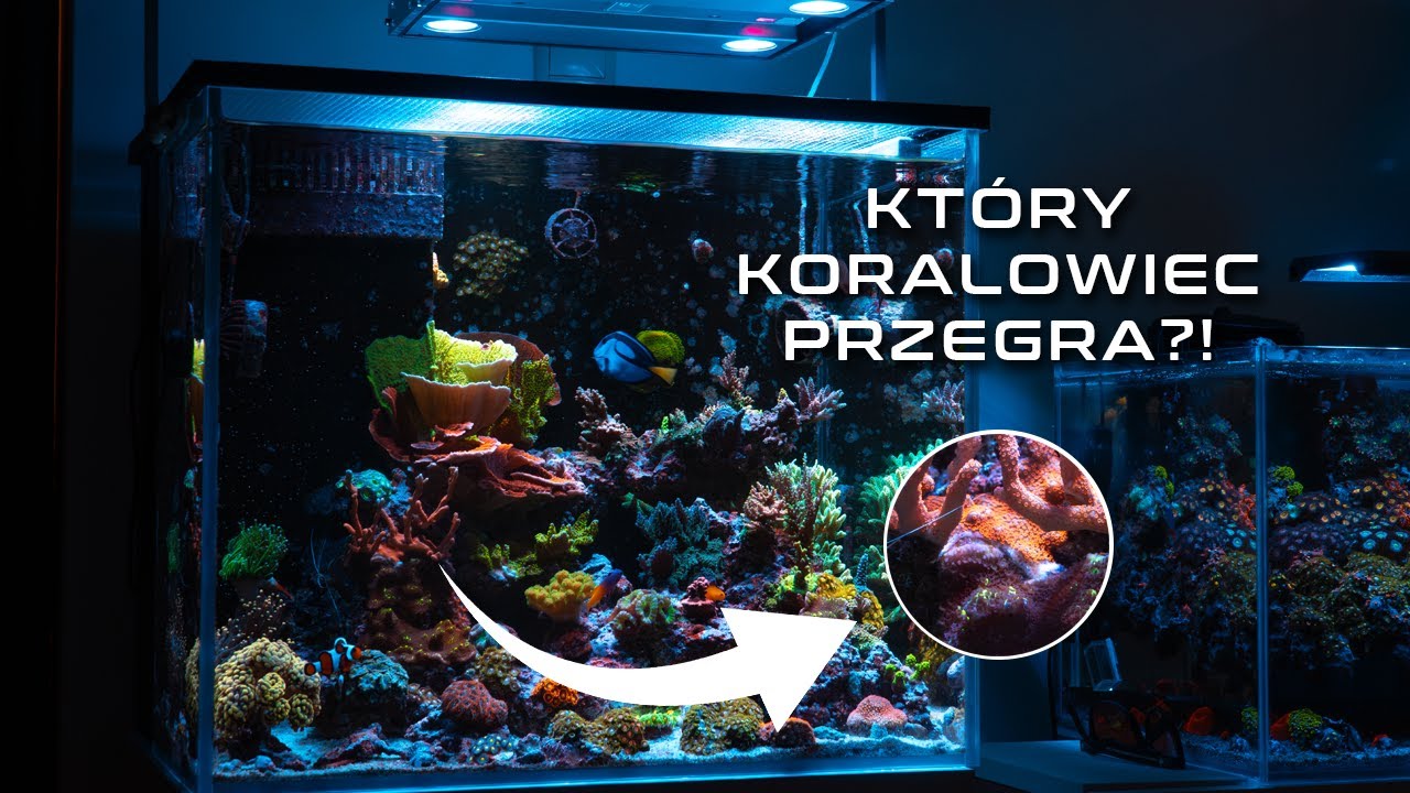 WOJNA CHEMICZNA KORALOWCÓW - AKWARIUM MORSKIE 135L