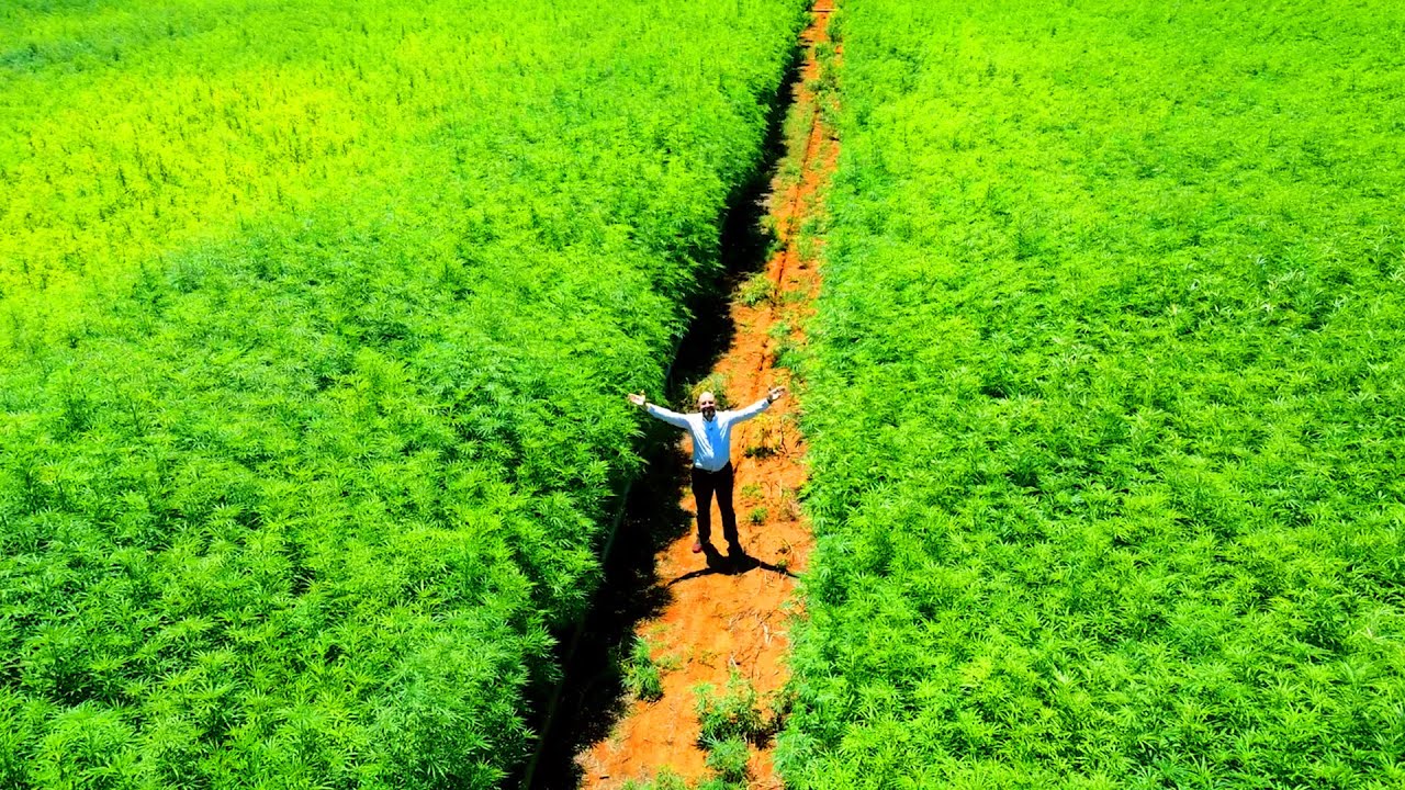 This Cannabis Field Hides a Mind-Blowing Secret