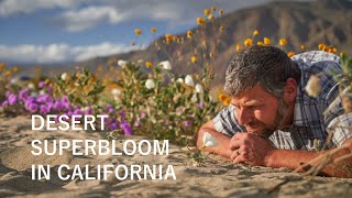 My Mad Scramble to see the California SuperBloom