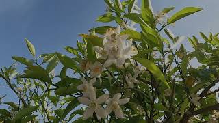 Hiroshima Jaunts: Hosojima (細島)