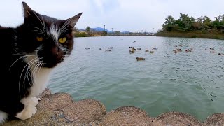 池の水鳥が気になってしかたがない野良猫
