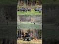 Turkey takeover #wildturkeys #turkeyseason #turkey #turkeyhunt #hunting #turkeycall