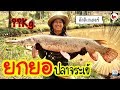 ยกยอ ปลาจระเข้ ►Fishing lifestyle Ep.383