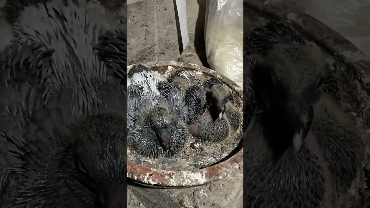 কবুতরের বাচ্চাকে হেন্ডফিডিং করানোর পদ্ধতি। How to handfeed pigeon baby. #racingpigeon  #pigeon 