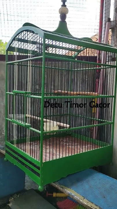 Suara Decu Timor Gacor