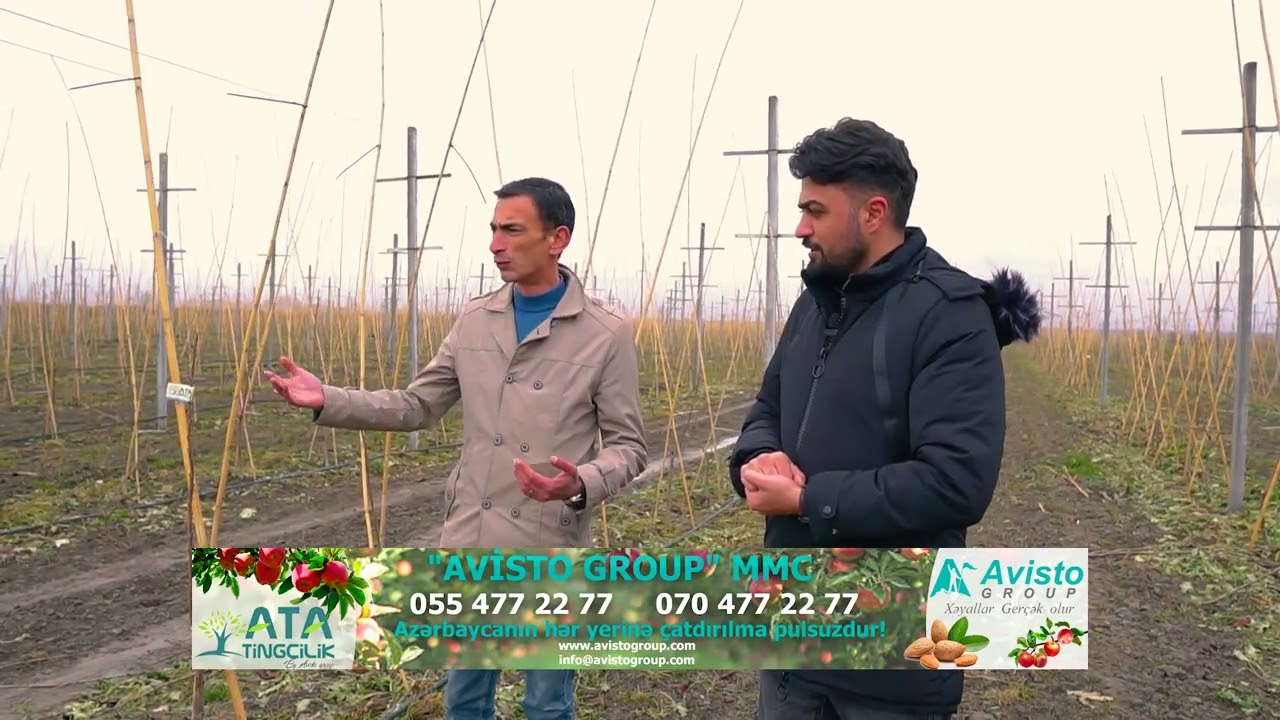 ŞABRAN RAYONU TAM İNTENSİV GİLAS BAĞI - AVİSTO GROUP ŞİRKƏTİ TƏRƏFİNDƏN.
