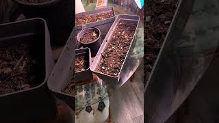My First Dollar General Garden | Beginner Seed to Harvest in Zone 7B  #garden #gardening