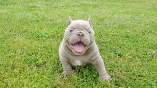 Thick Exotic Minibulls