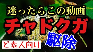 【チャドクガ駆除】を日本一分かりやすく説明、公園で遊ぶ子供達大丈夫？