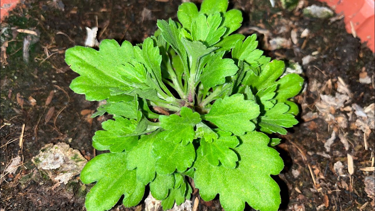 KỸ THUẬT TRỒNG MÂM XÔI HÀN QUỐC - TẬP 2 | TẾT 2025