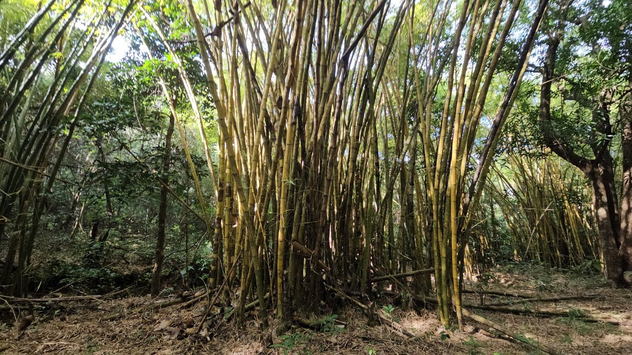 Se venden 20 manzanas de terreno  en canton estanzuela suchitoto  departamento de cuscatlan .