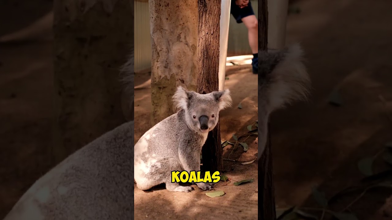 The Unique Wildlife, Marsipuls of Australia | Australia Series