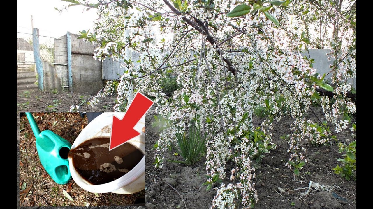 Подкормка вишни во время цветения