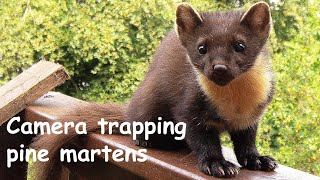 Camera trapping pine martens