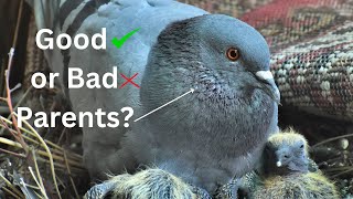 Do Pigeons Leave Their Babies?