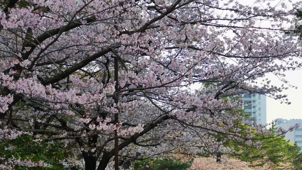 年4月1日 小倉城の桜 Youtube